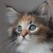 A kitten (photo: Pieter Lanser / Wikimedia)